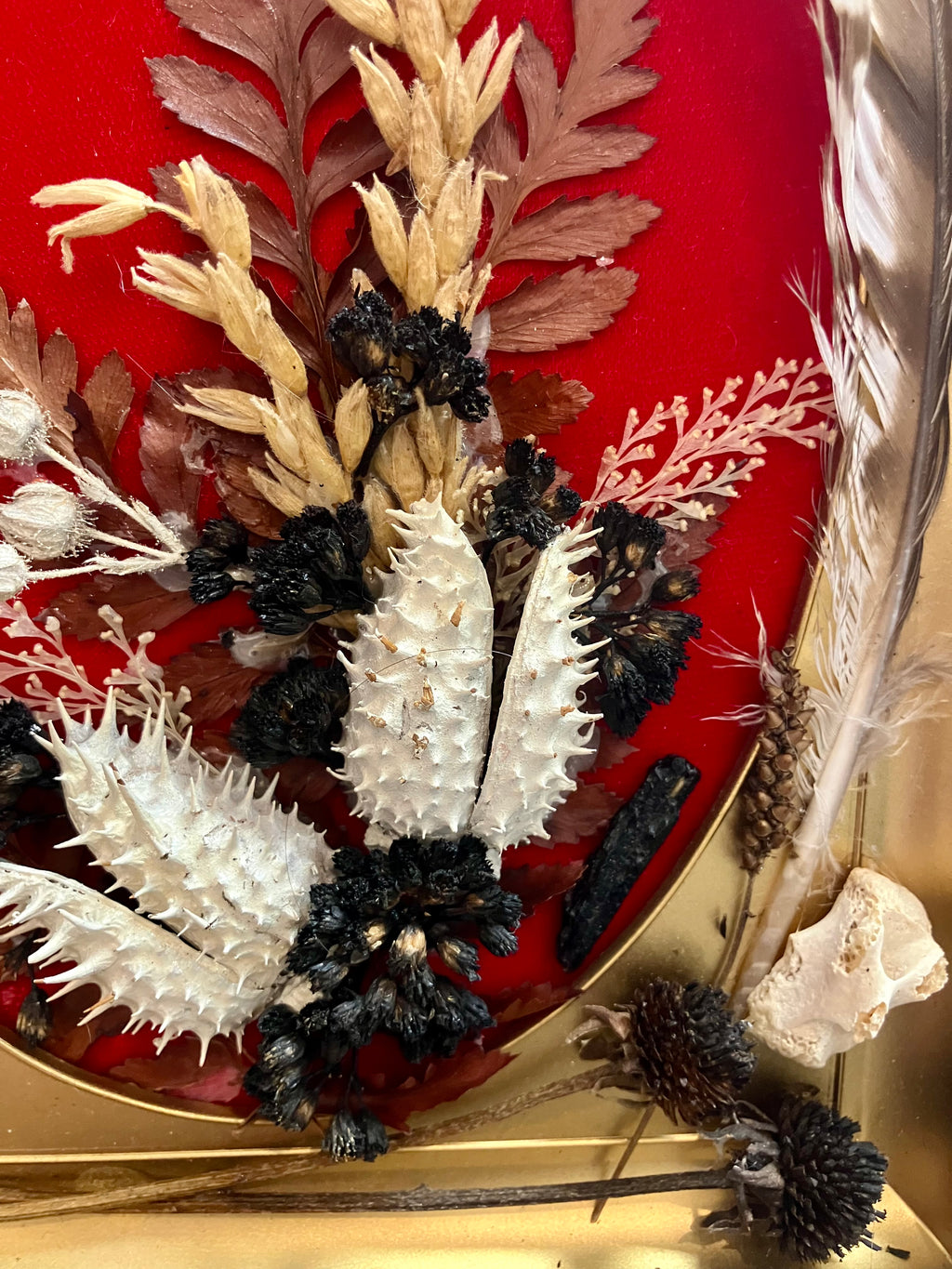 Revamped Vintage Shadowbox w/ Leigongmo Meterorite, Raccoon Bones & Hawk Feathers