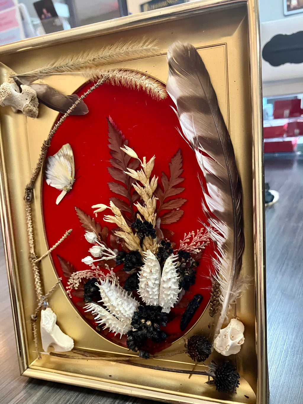 Revamped Vintage Shadowbox w/ Leigongmo Meterorite, Raccoon Bones & Hawk Feathers