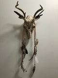 Crystal Sacred Sun Sigil Decorated Deer Skull- Courage, Renewal