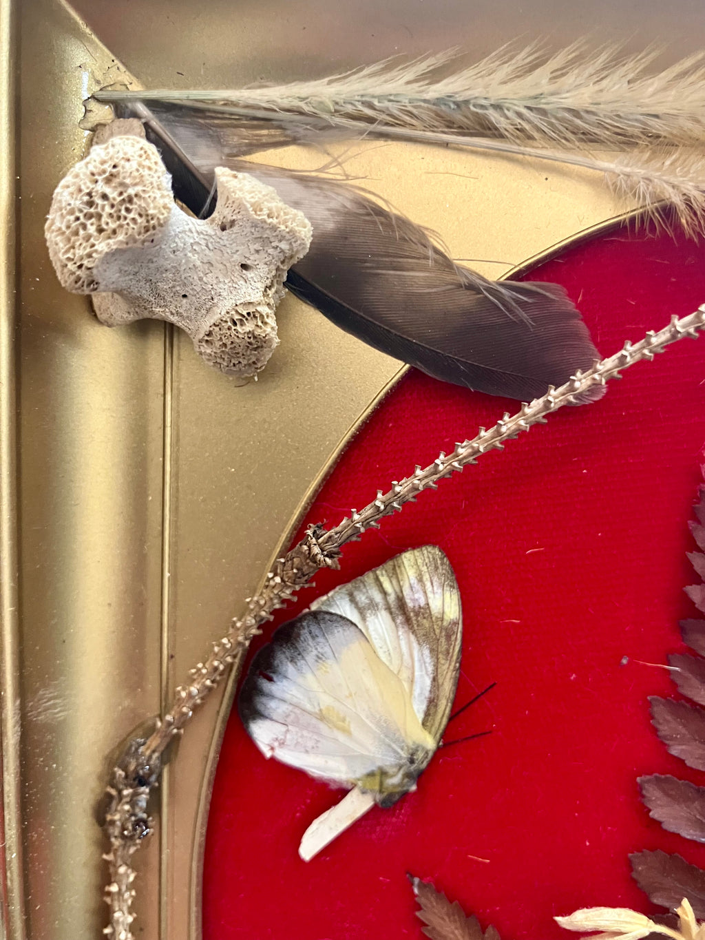 Revamped Vintage Shadowbox w/ Leigongmo Meterorite, Raccoon Bones & Hawk Feathers