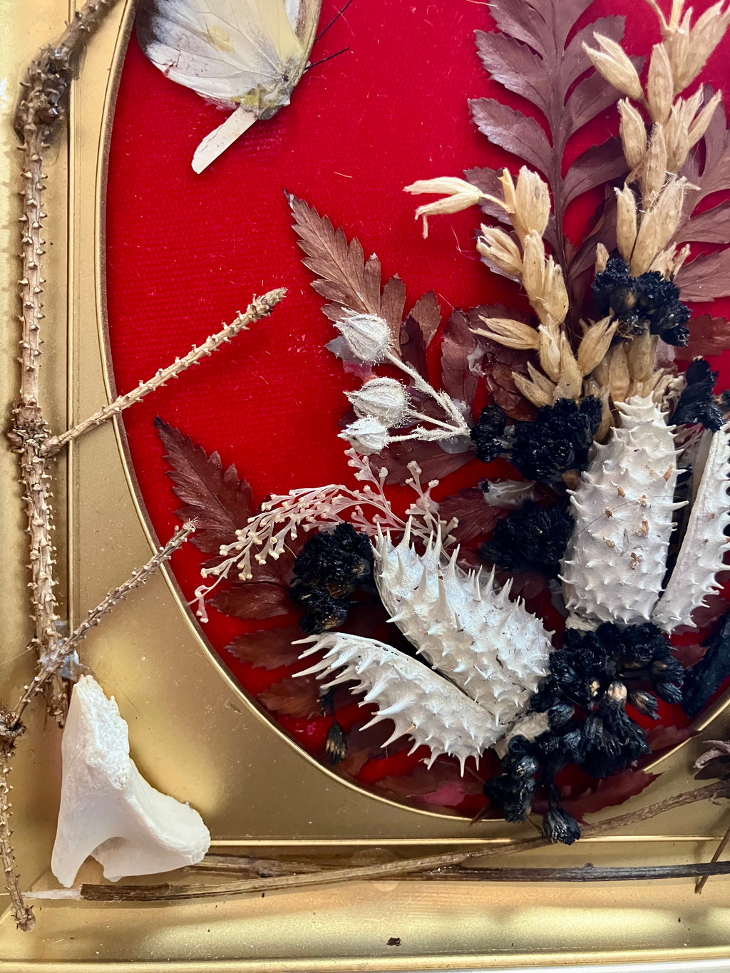 Revamped Vintage Shadowbox w/ Leigongmo Meterorite, Raccoon Bones & Hawk Feathers