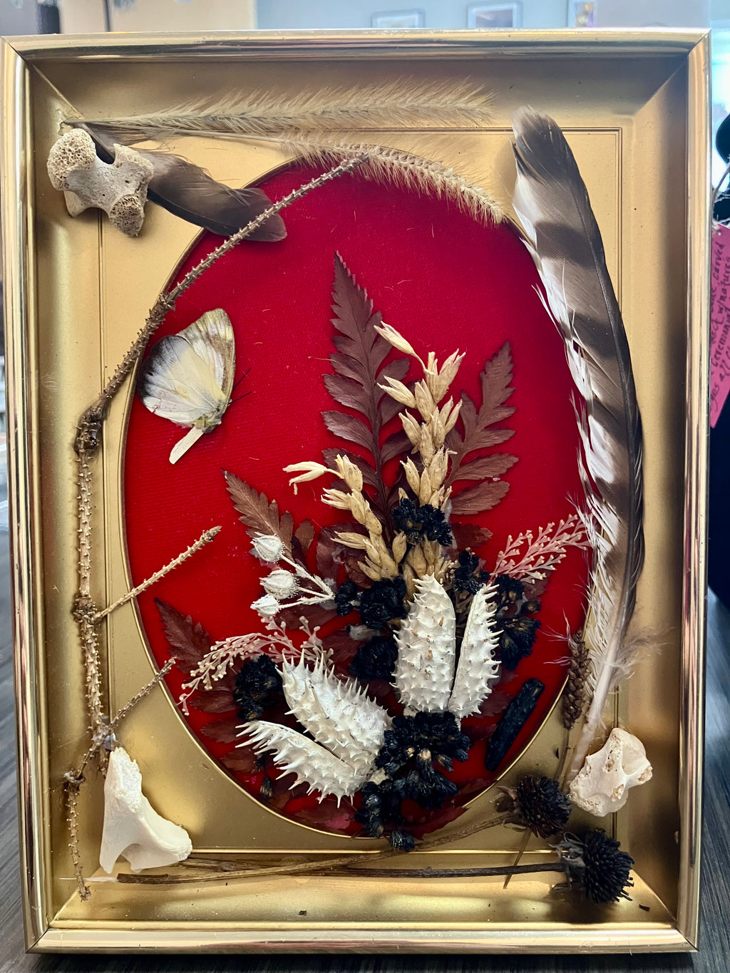 Revamped Vintage Shadowbox w/ Leigongmo Meterorite, Raccoon Bones & Hawk Feathers